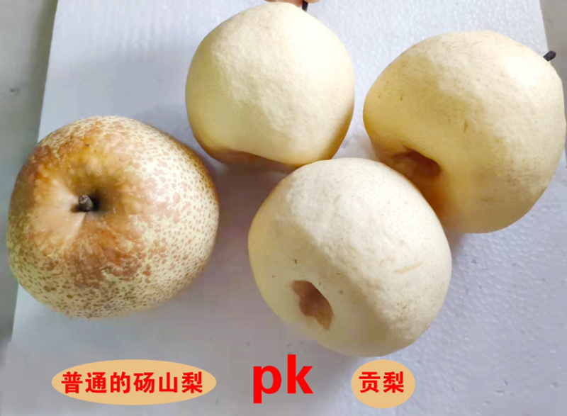 **贡梨【一件代发包邮】非砀山梨纯甜对接平台直播