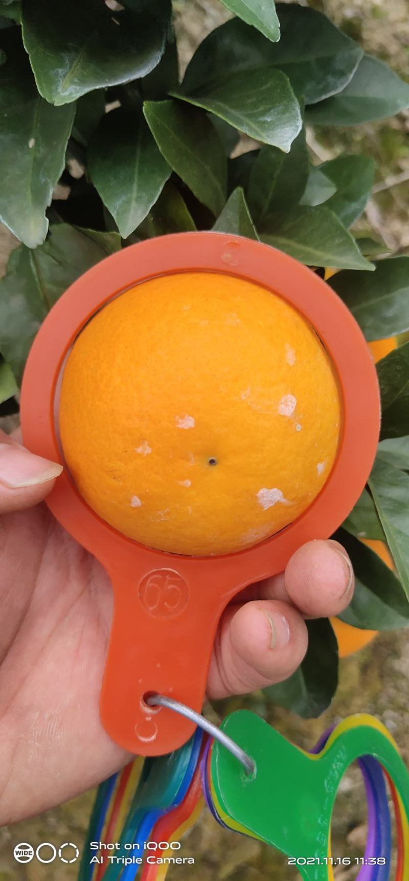 ，纽何尔脐橙，口感纯甜，颜色火红