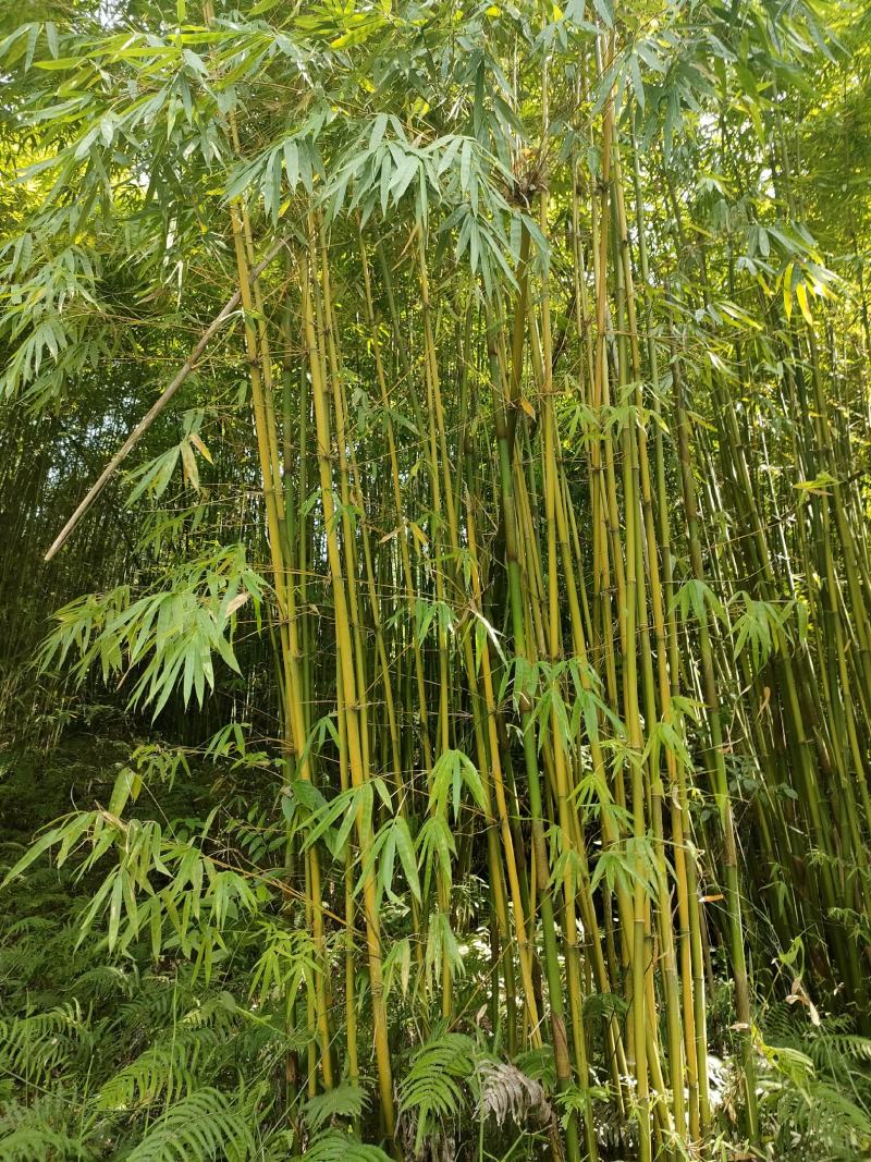 慈竹大量有货，长期出售，可支持视频看货