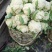 有机花菜精品菜花松花菜白花菜花个头小视频看货代发