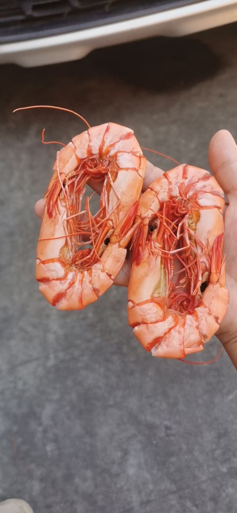 特大草虾鲜甜无比个头大肉质紧实有嚼劲