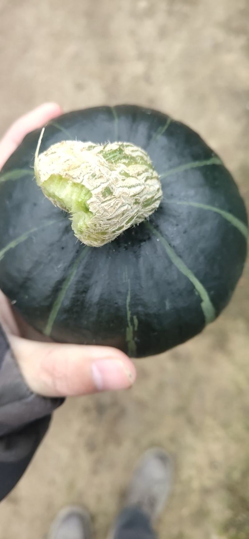 现货贝贝南瓜
