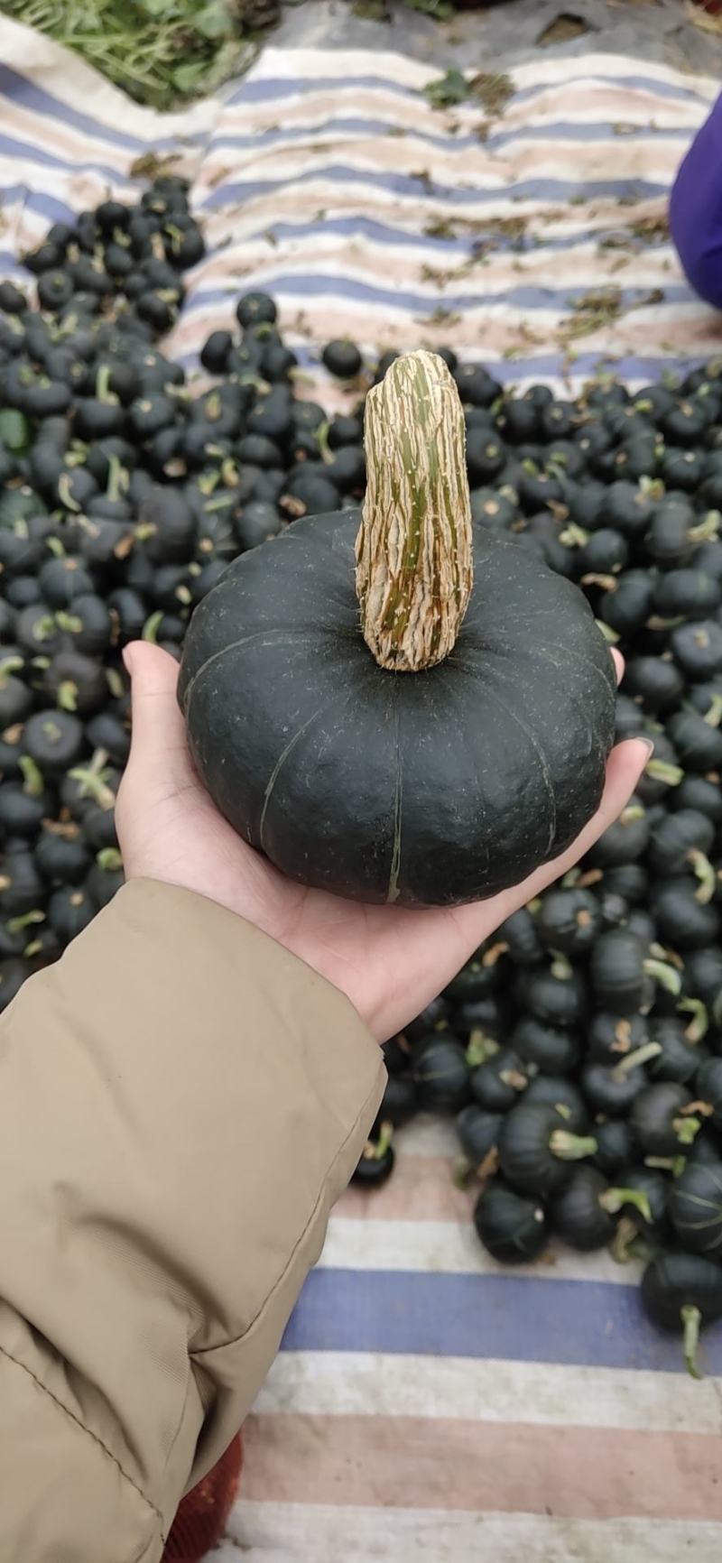 现货贝贝南瓜