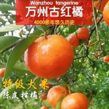 万州古红桔，大量上市，今年个头大，黑点很少，口感上来了。