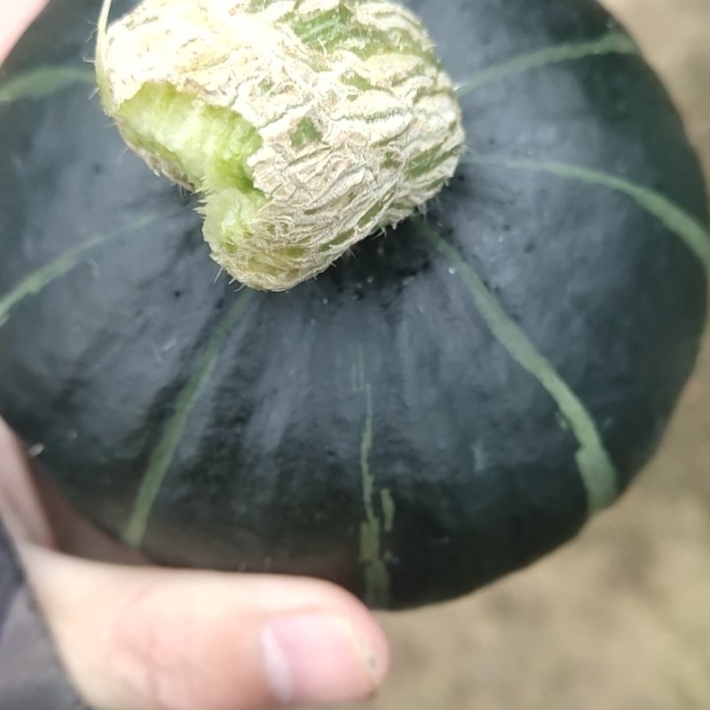 现货贝贝南瓜