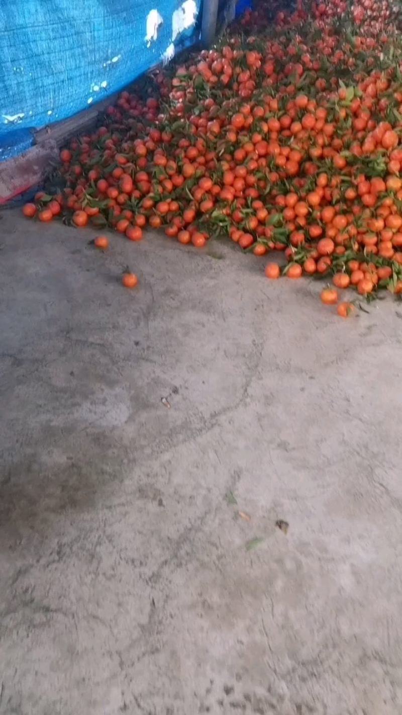 万州古红桔，大量上市，今年个头大，黑点很少，口感上来了。