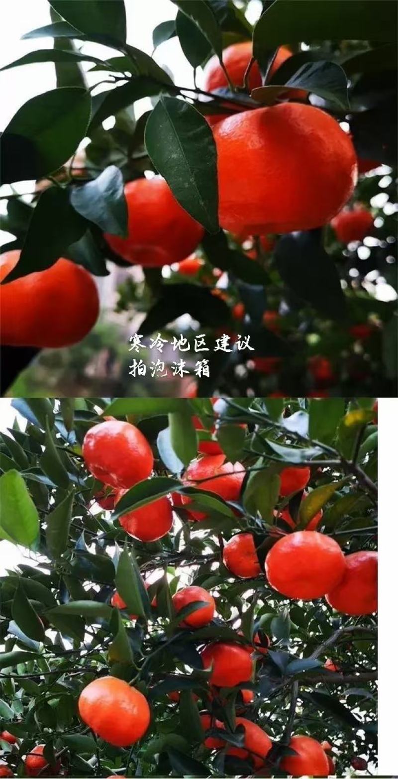 万州古红桔，大量上市，今年个头大，黑点很少，口感上来了。