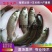 大规格草鱼苗，脆肉鲩鱼苗，鲩仔，草鱼苗，