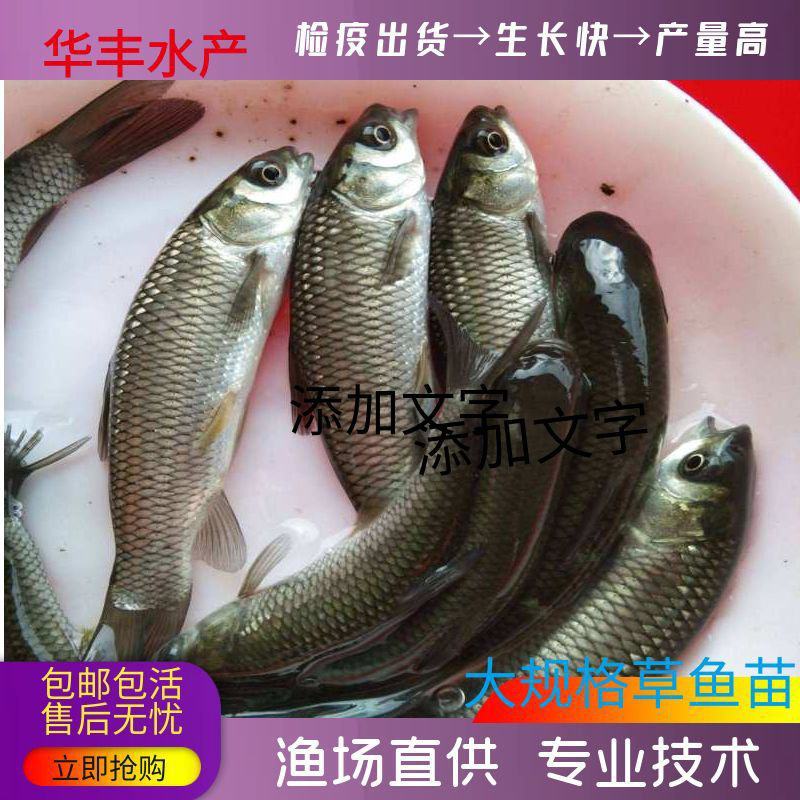 大规格草鱼苗，脆肉鲩鱼苗，鲩仔，草鱼苗，