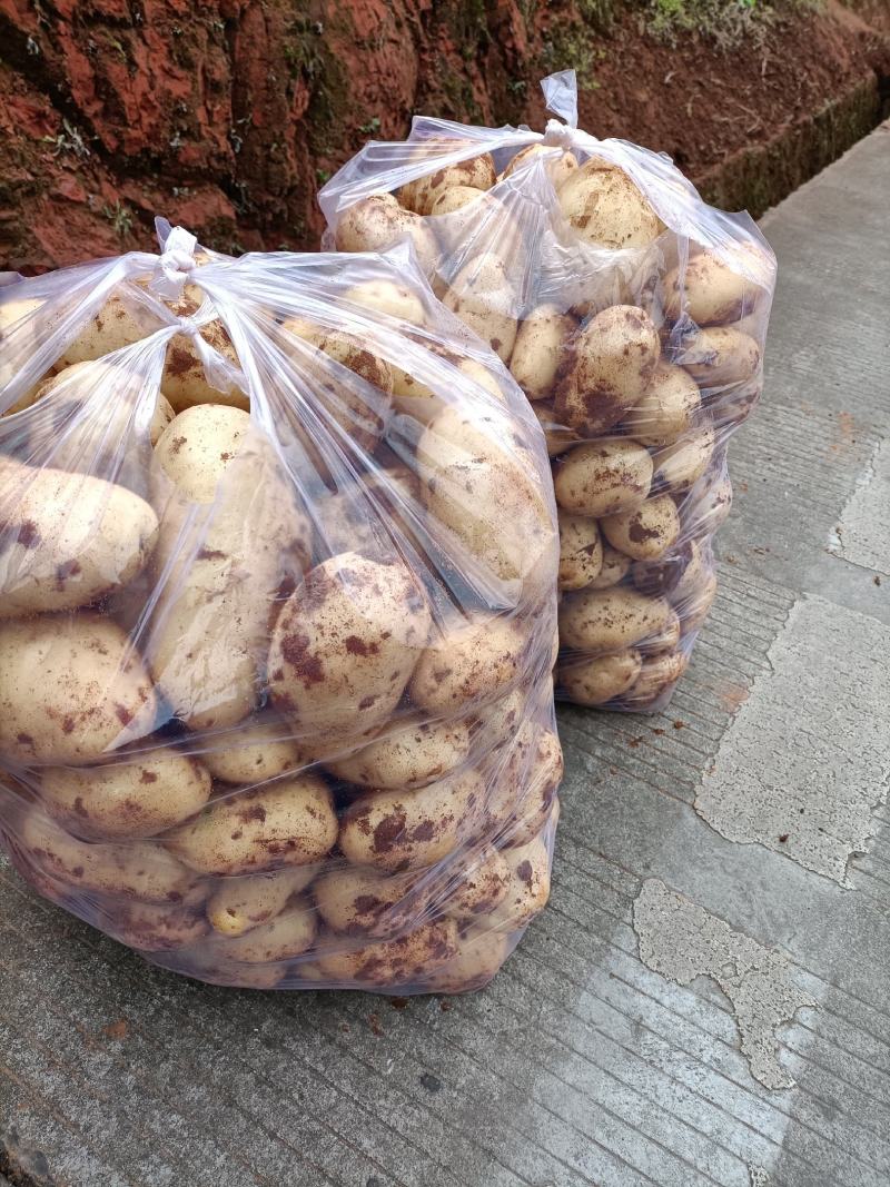 新鲜土豆【黄皮黄心土豆】品质保障，价格优惠，欢迎洽谈