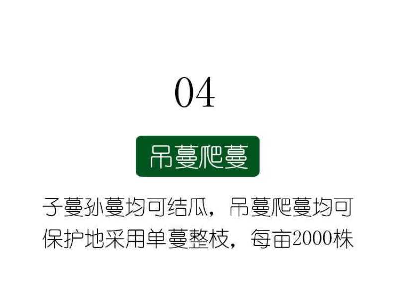 【高品质】万盛羊角蜜甜瓜种子高甜酥脆香甜羊角酥甜瓜种子