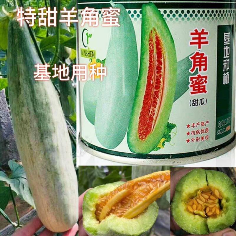 【高品质】万盛羊角蜜甜瓜种子高甜酥脆香甜羊角酥甜瓜种子