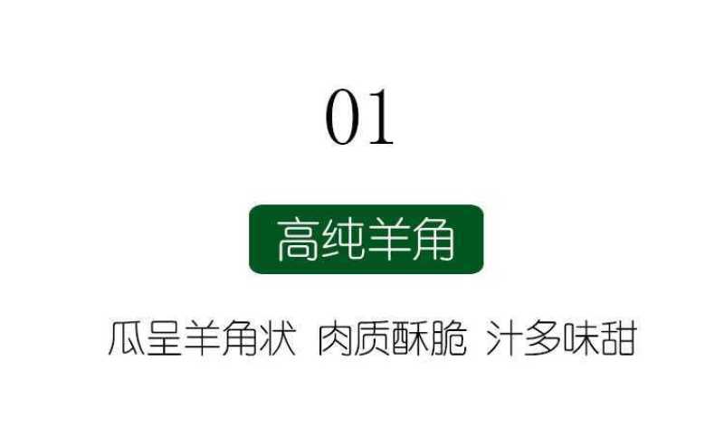 【高品质】万盛羊角蜜甜瓜种子高甜酥脆香甜羊角酥甜瓜种子