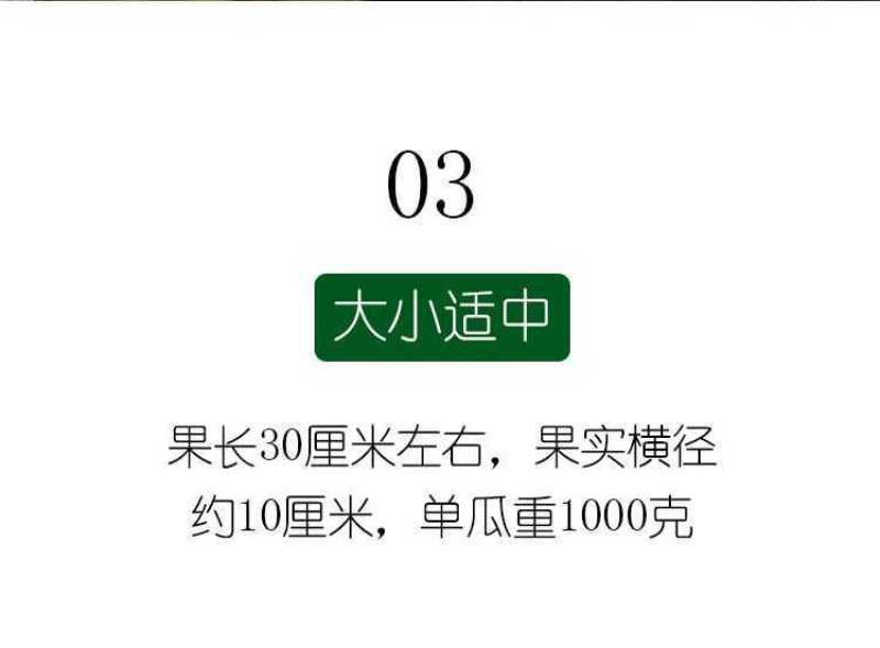 【高品质】万盛羊角蜜甜瓜种子高甜酥脆香甜羊角酥甜瓜种子