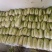 周口淮阳区【娃娃菜】大量供应，基地直销，物美价廉，