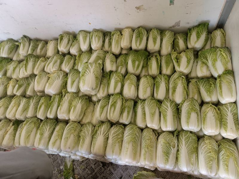 周口淮阳区【娃娃菜】大量供应，基地直销，物美价廉，