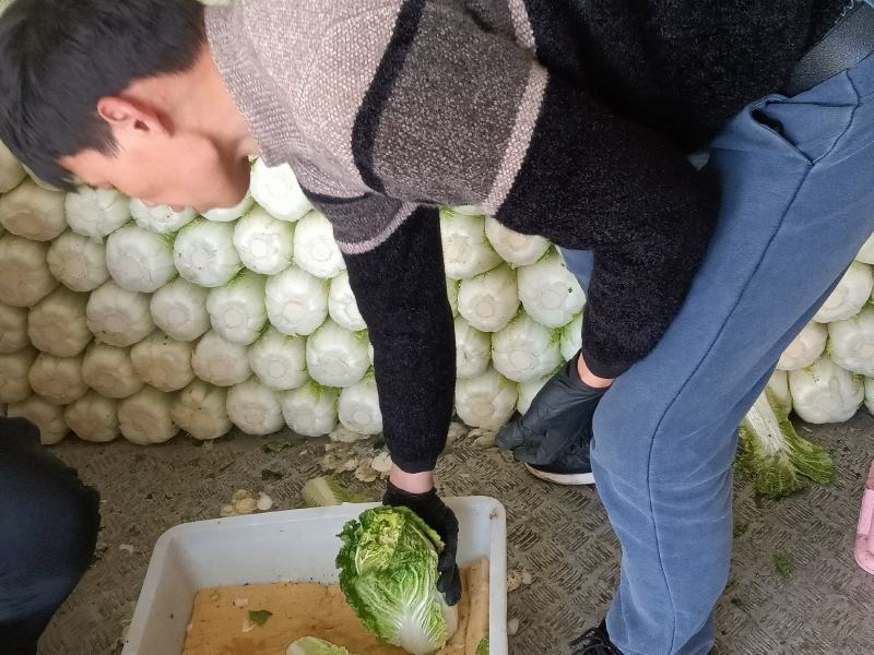周口淮阳区【娃娃菜】大量供应，基地直销，物美价廉，
