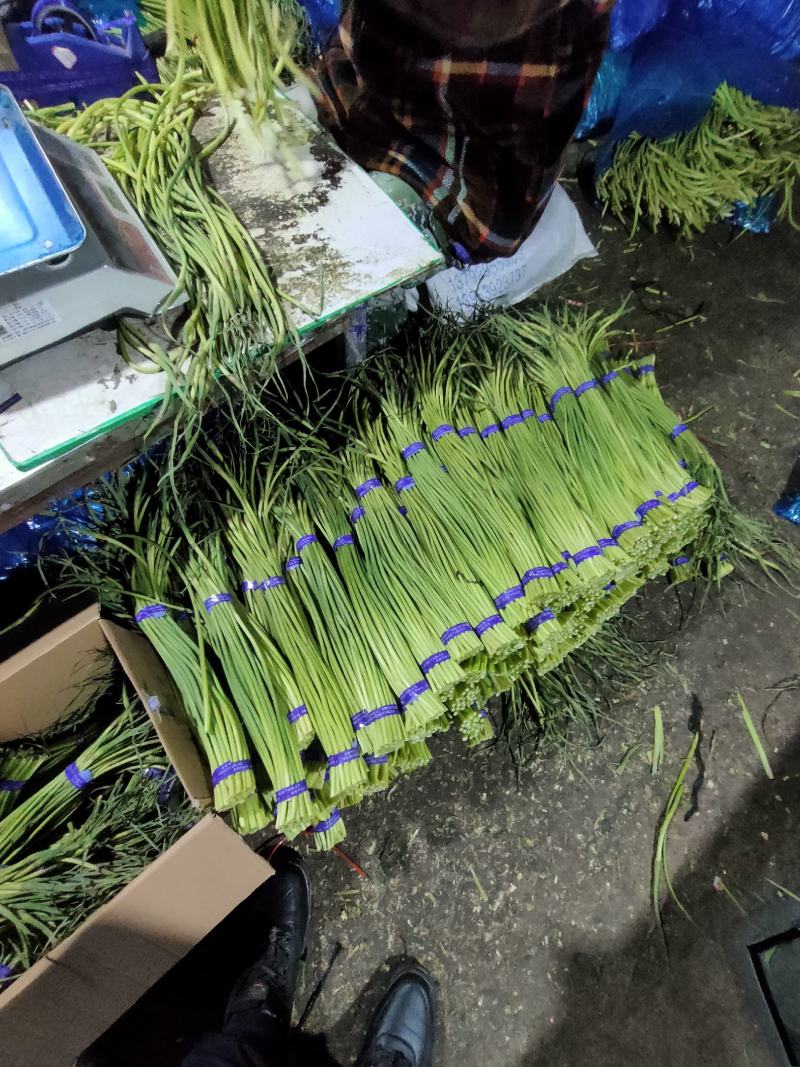 精品蒜薹超市货，红帽蒜薹，一斤一把全国发货莒县蒜薹价格