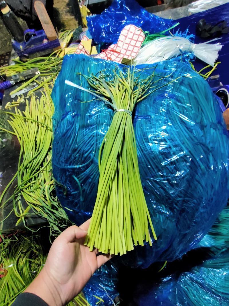 精品蒜薹超市货，红帽蒜薹，一斤一把全国发货莒县蒜薹价格