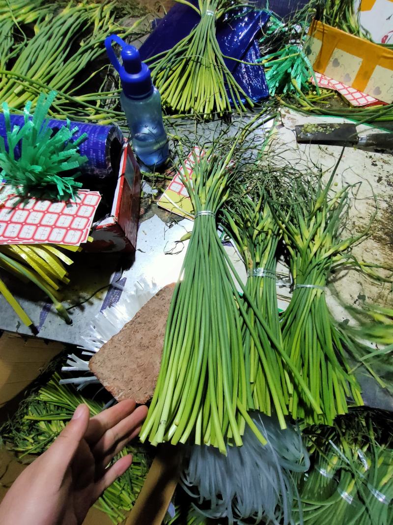 精品蒜薹超市货，红帽蒜薹，一斤一把全国发货莒县蒜薹价格