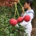 野果苗四照花山荔枝糖梨儿观叶赏花尝果植物庭院.