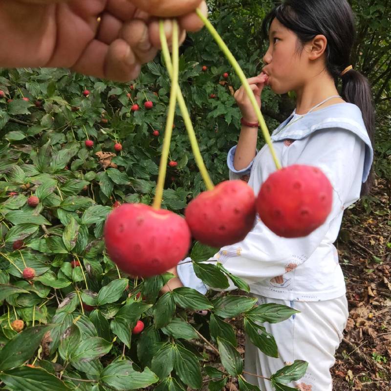 野果苗四照花山荔枝糖梨儿观叶赏花尝果植物庭院.