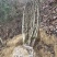 野果苗四照花山荔枝糖梨儿观叶赏花尝果植物庭院.