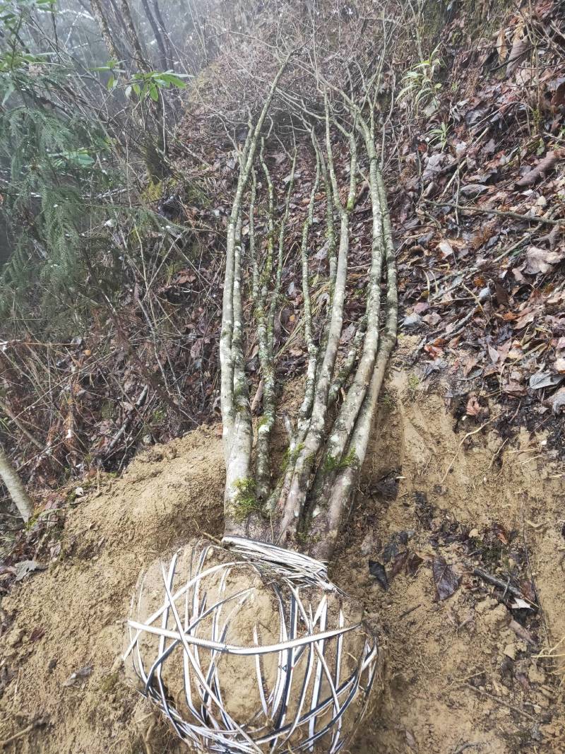 野果苗四照花山荔枝糖梨儿观叶赏花尝果植物庭院.