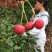 野果苗四照花山荔枝糖梨儿观叶赏花尝果植物庭院.