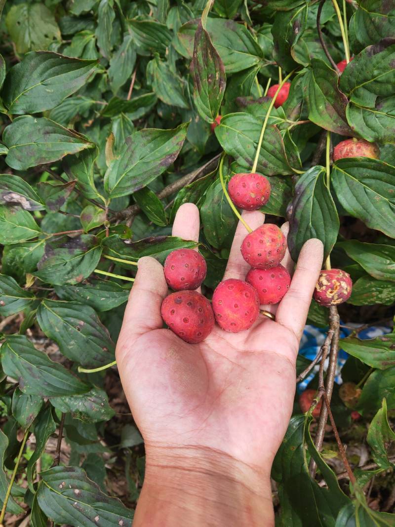 野果苗四照花山荔枝糖梨儿观叶赏花尝果植物庭院.
