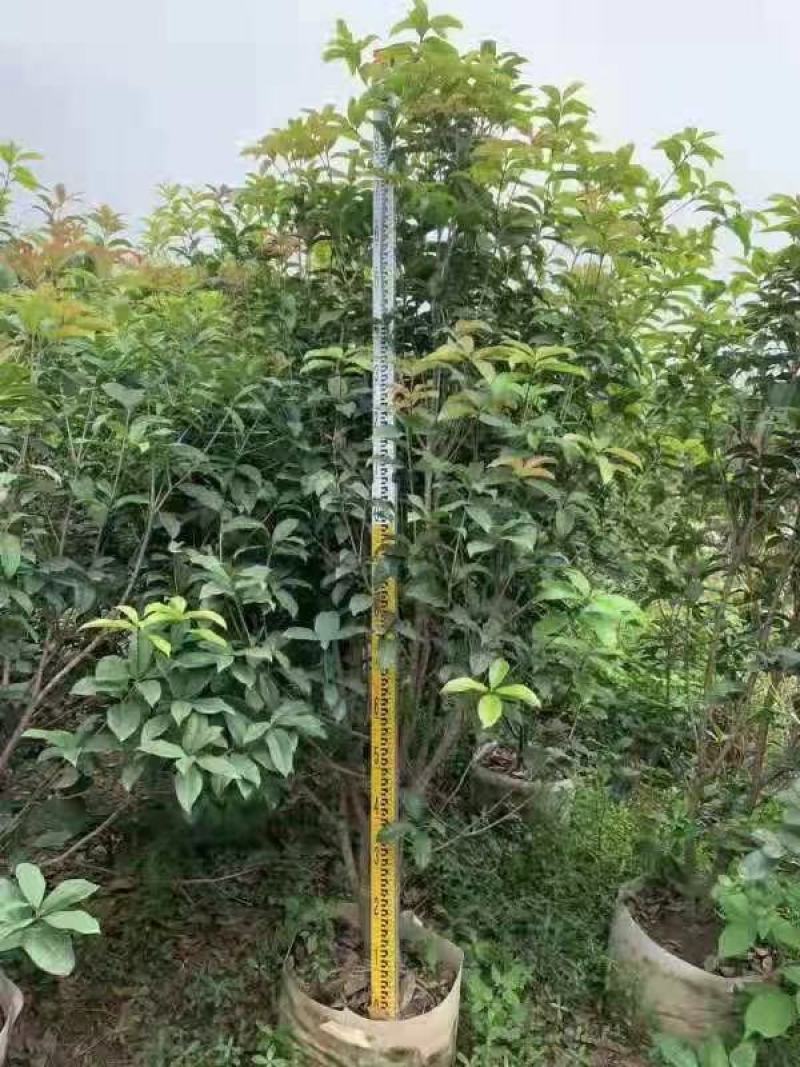 四季桂佛山基地直销一手货源…基地直发盆栽