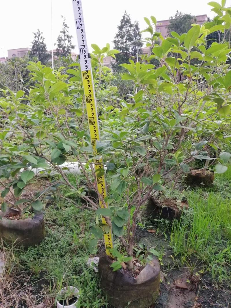 四季桂佛山基地直销一手货源…基地直发盆栽