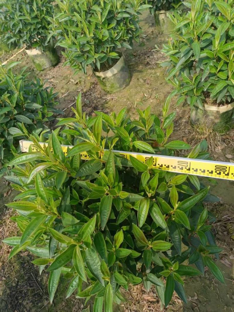 野牡丹佛山基地直销一手货源，基地直发，批发价格