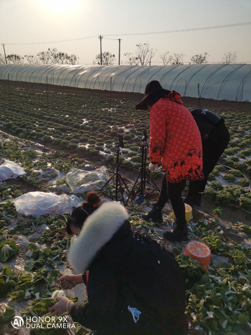 百亩黄心菜大量上市中欢迎采购。