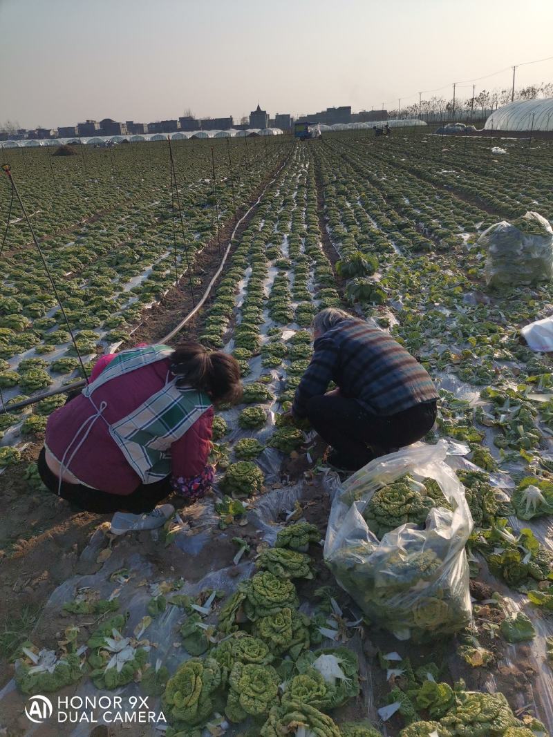 百亩黄心菜大量上市中欢迎采购。