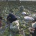 百亩黄心菜大量上市中欢迎采购。