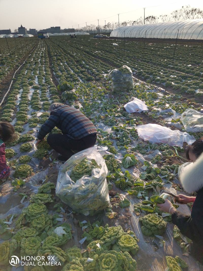 百亩黄心菜大量上市中欢迎采购。