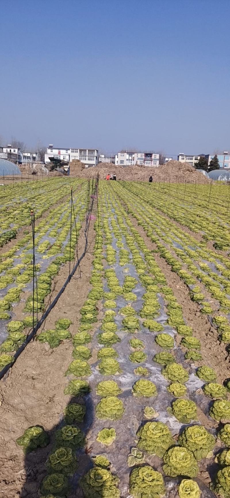 百亩黄心菜大量上市中欢迎采购。