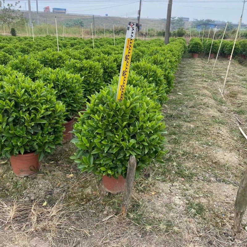 非洲茉莉球佛山基地直销一手货源，净化空气