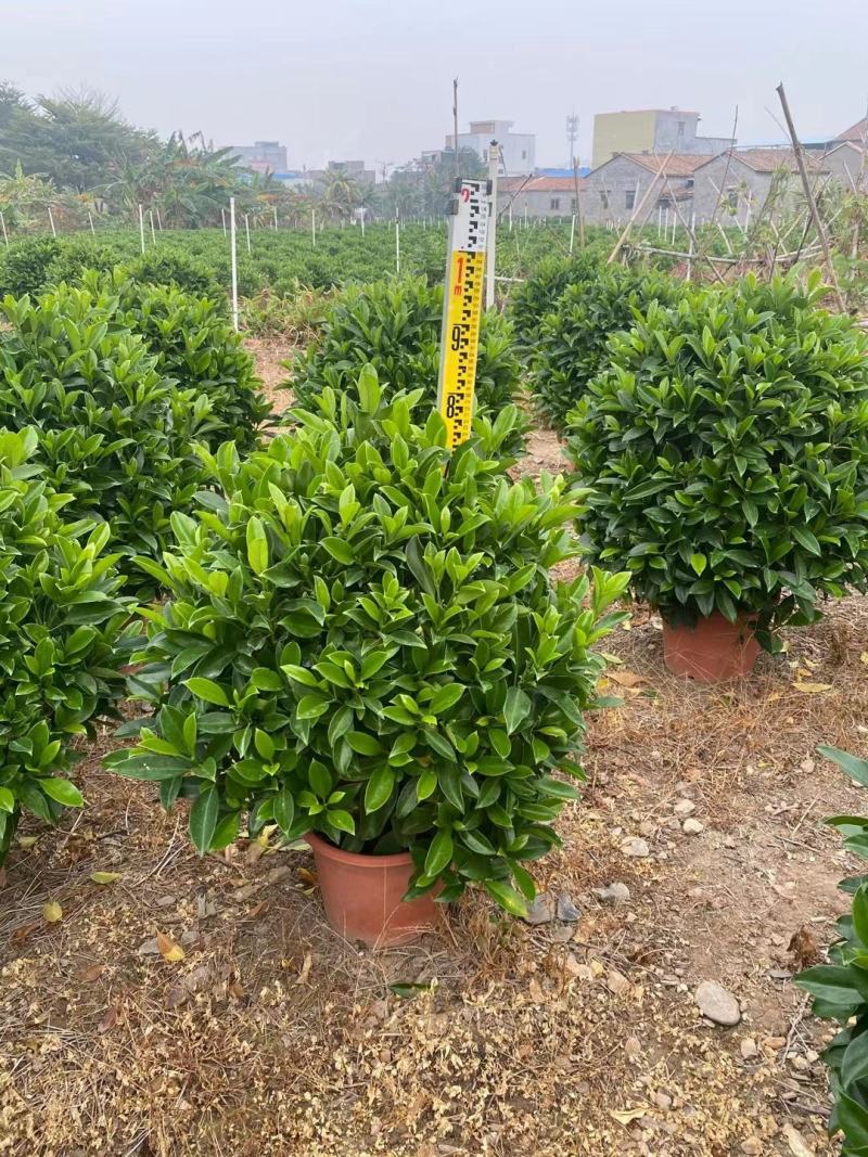 非洲茉莉球佛山基地直销一手货源，净化空气