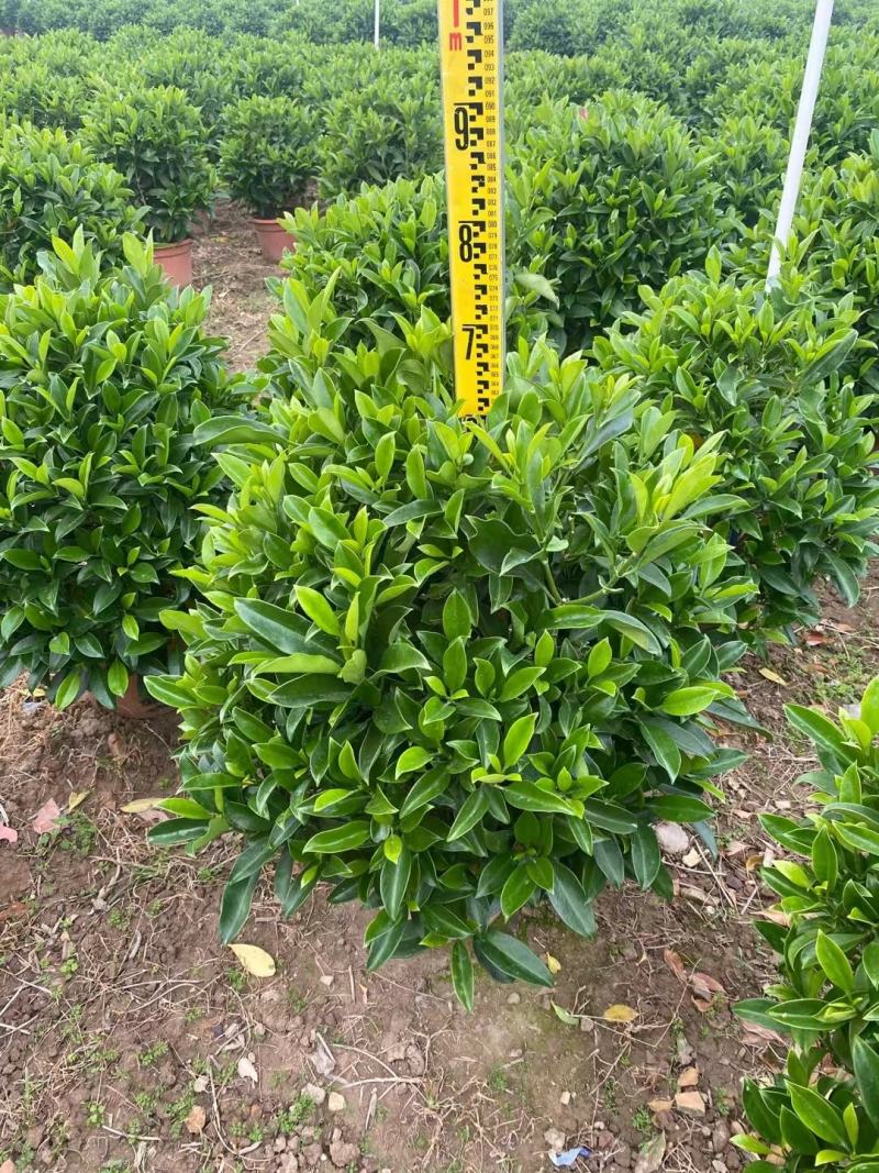 非洲茉莉球佛山基地直销一手货源，净化空气