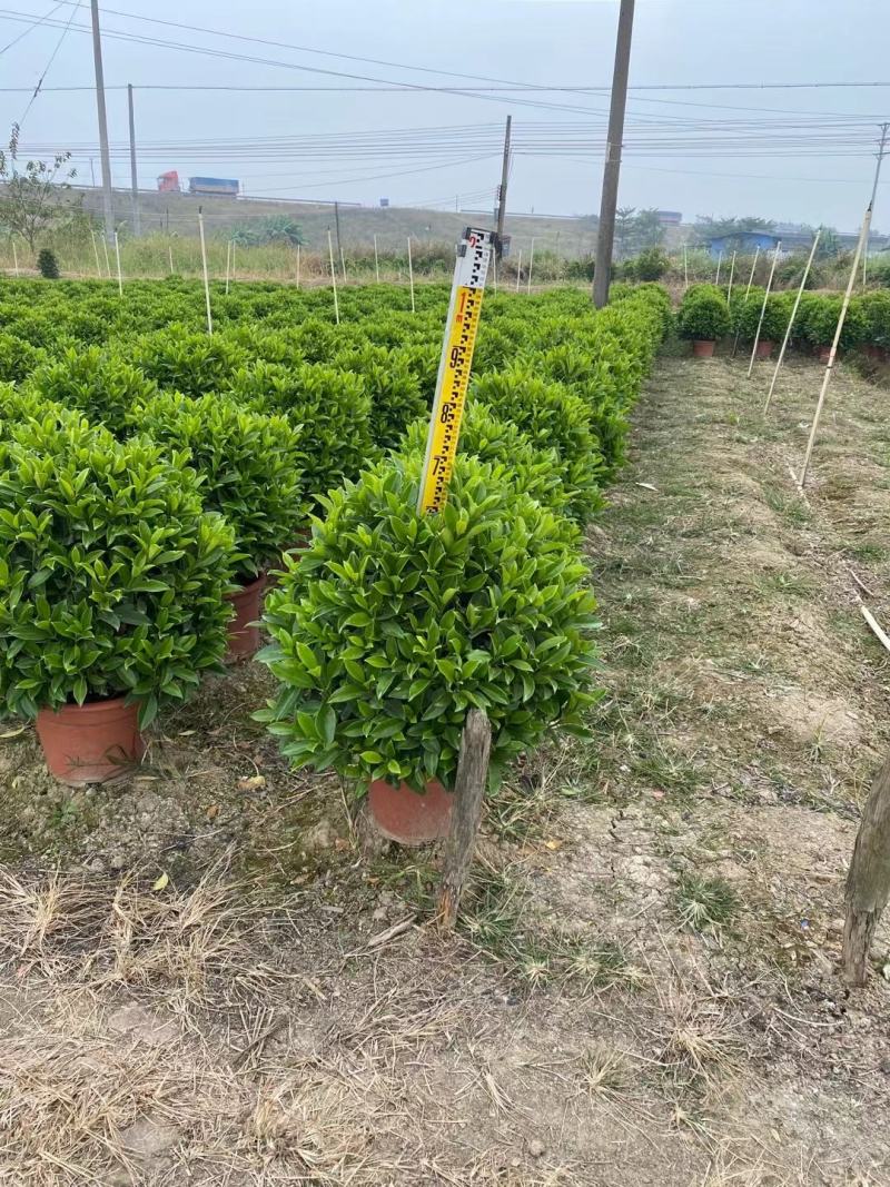 非洲茉莉球佛山基地直销一手货源，净化空气