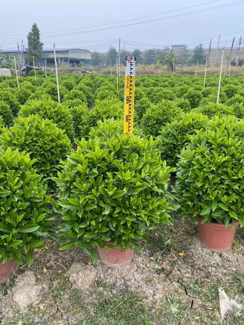 非洲茉莉球佛山基地直销一手货源，净化空气