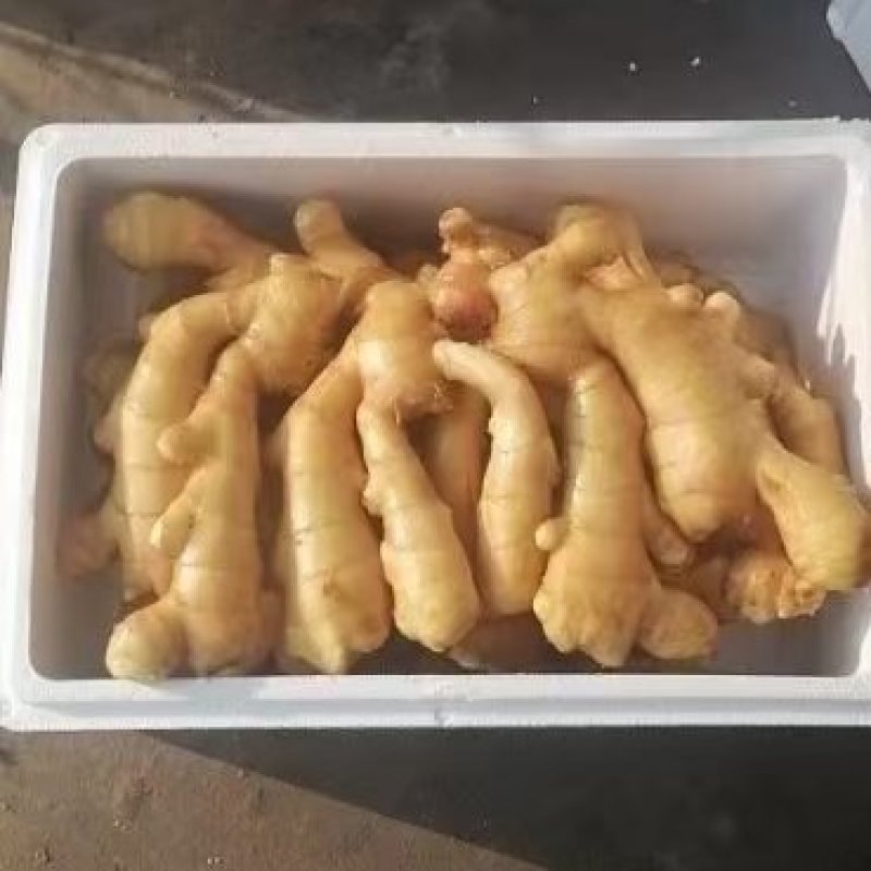 山东昌邑生姜，优质生姜，主流生姜