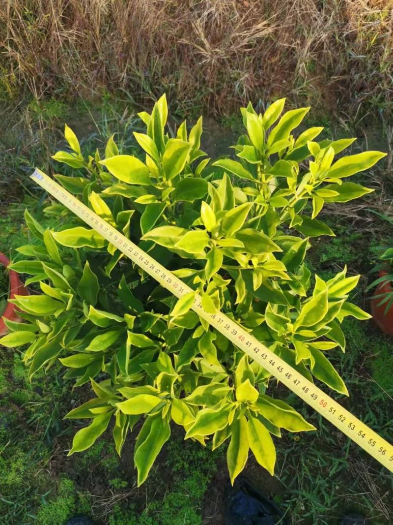 非洲茉莉球佛山基地直销一手货源，净化空气