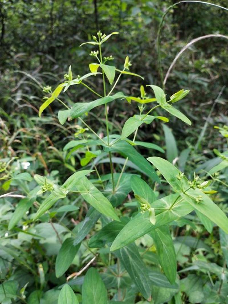 元宝草，中药材元宝草片质量保证经营各种中药材欢迎咨询选购