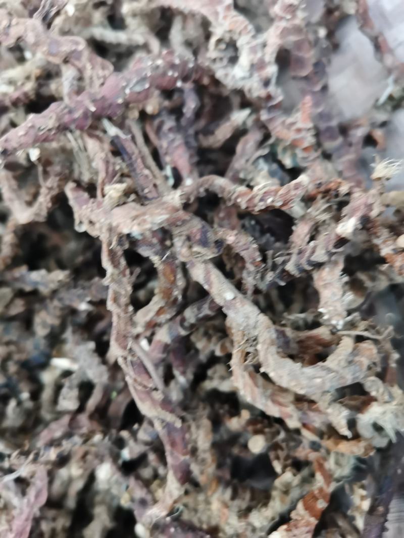 干石菖蒲