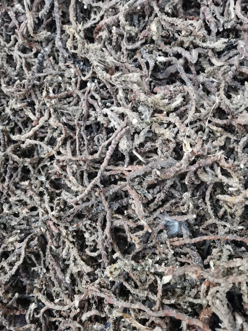 干石菖蒲