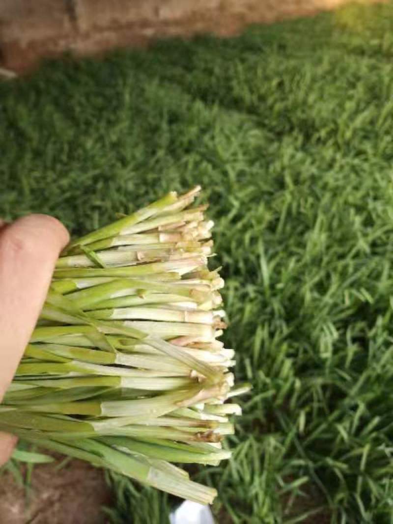韭菜