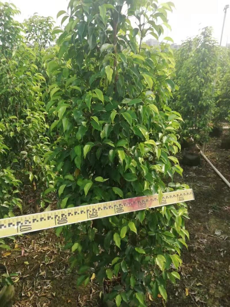 垂叶榕佛山基地直销一手货源，基地直发，绿化灌木